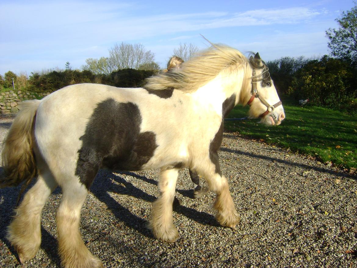 Tinker Kirkeby's nemo billede 6