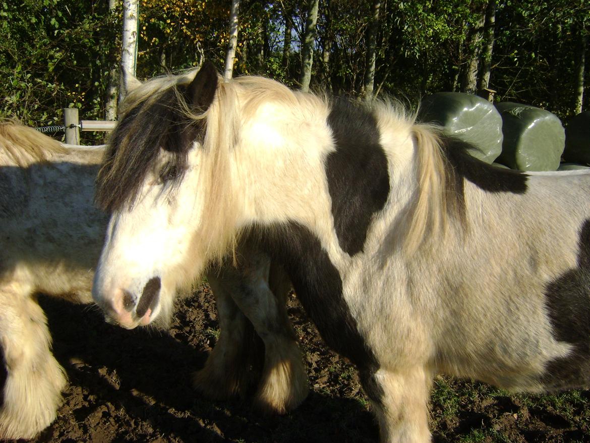 Tinker Kirkeby's nemo billede 7