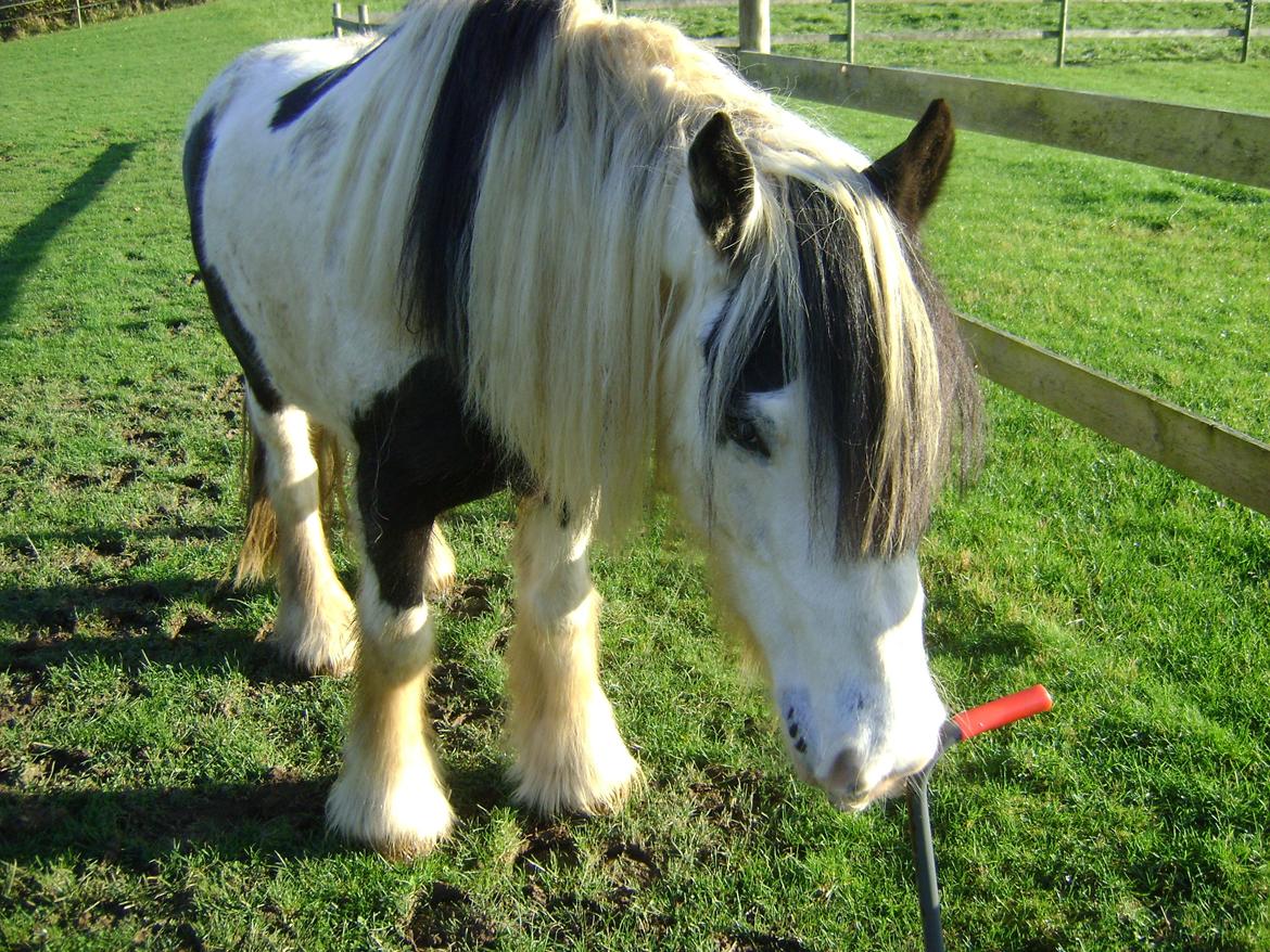 Tinker Kirkeby's nemo billede 12