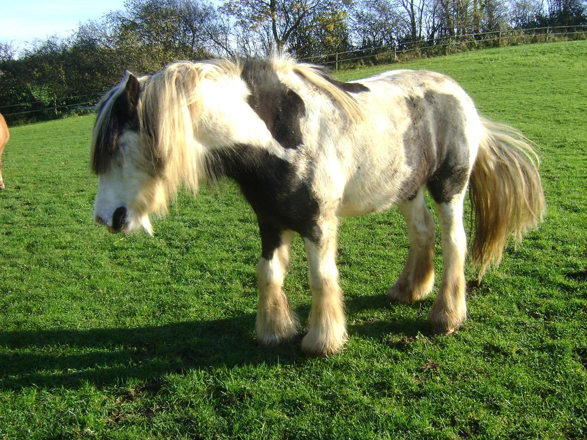 Tinker Kirkeby's nemo billede 11