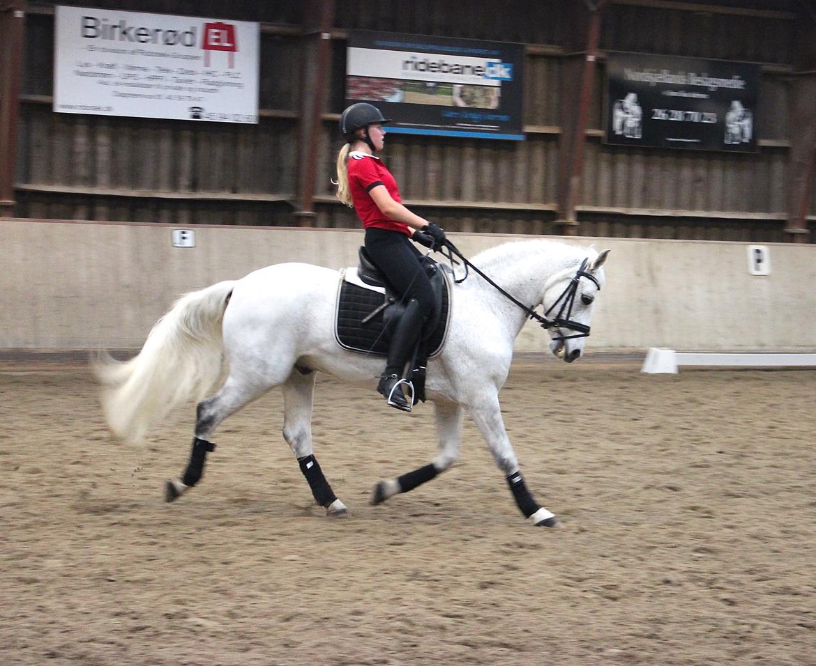 Connemara Maskenkols Calimero - 11) Dressur billede 11