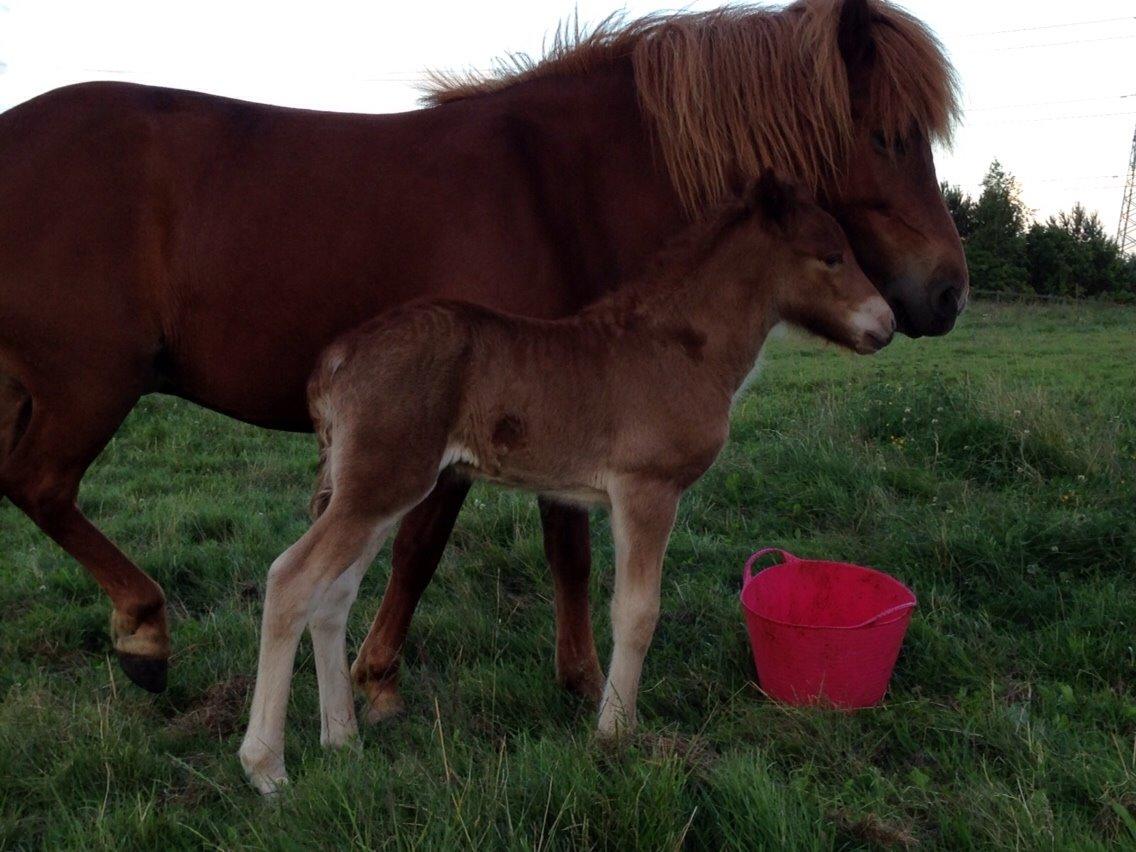 Islænder Elva fra Langtved billede 5