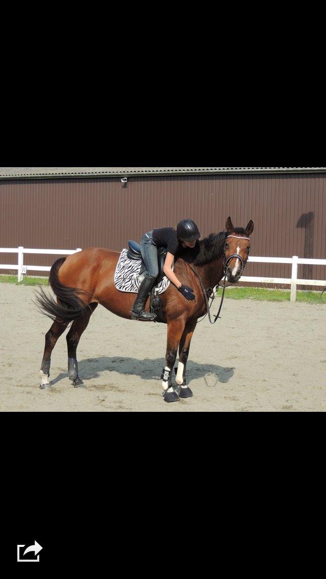 Trakehner Pebling billede 1