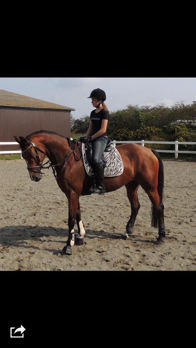 Trakehner Pebling billede 2