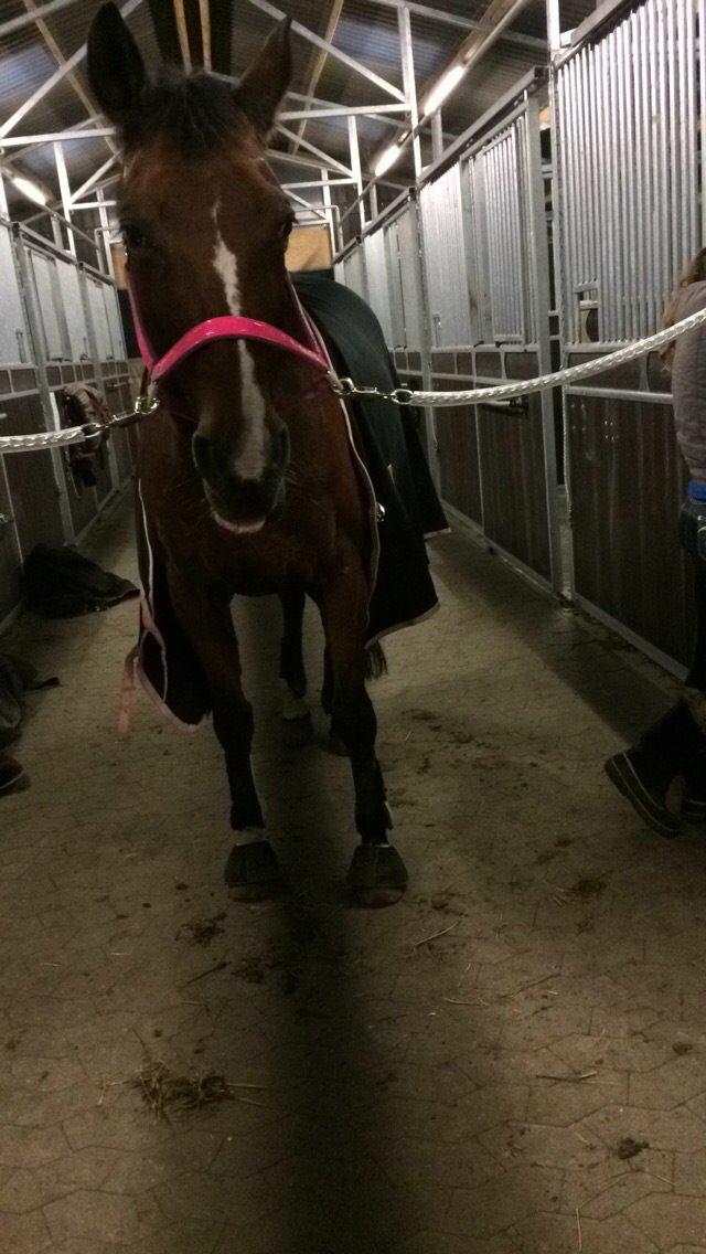 Trakehner Pebling billede 3