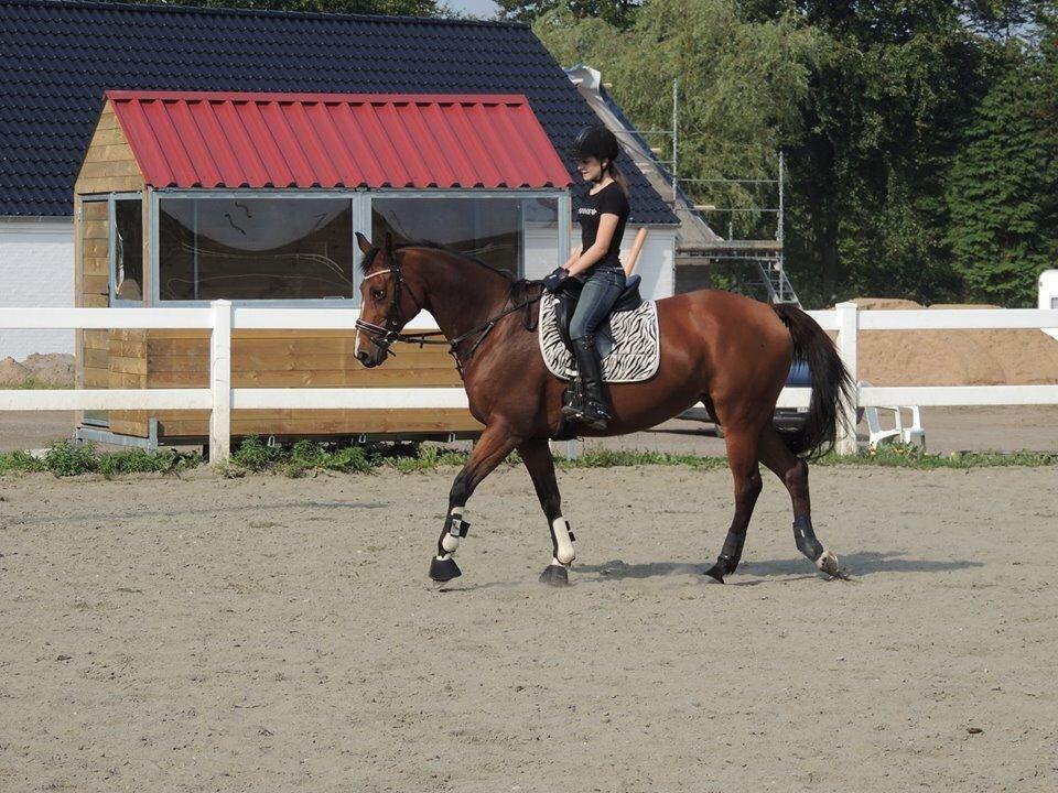 Trakehner Pebling billede 4