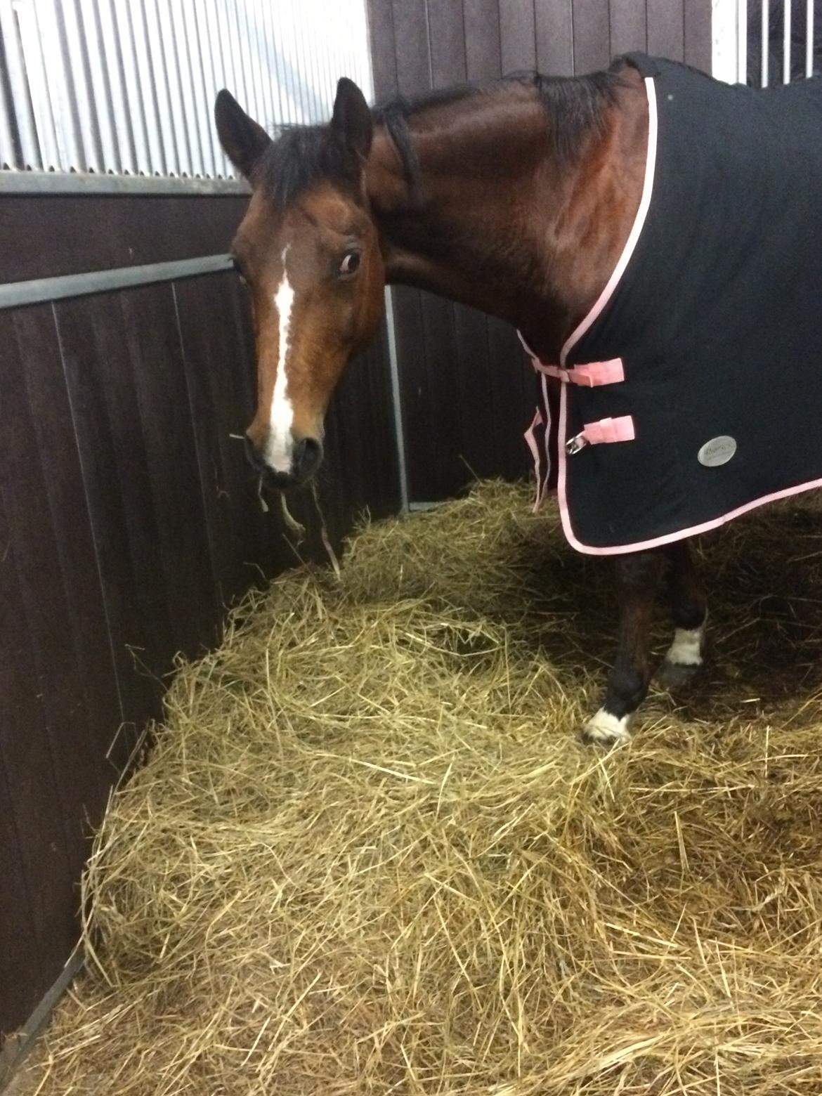 Trakehner Pebling billede 5