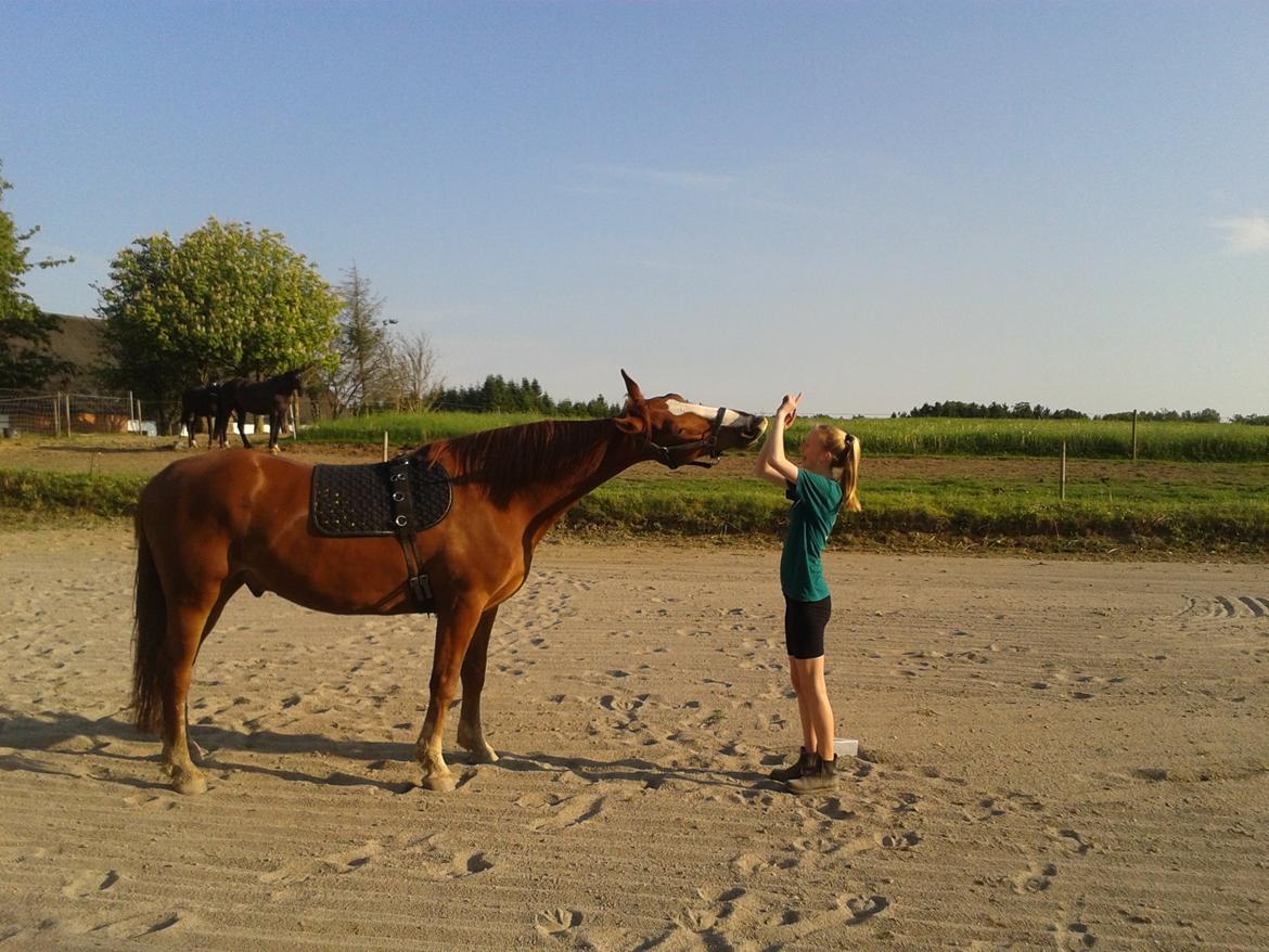 Frederiksborg Ikarios Krogvænget billede 2