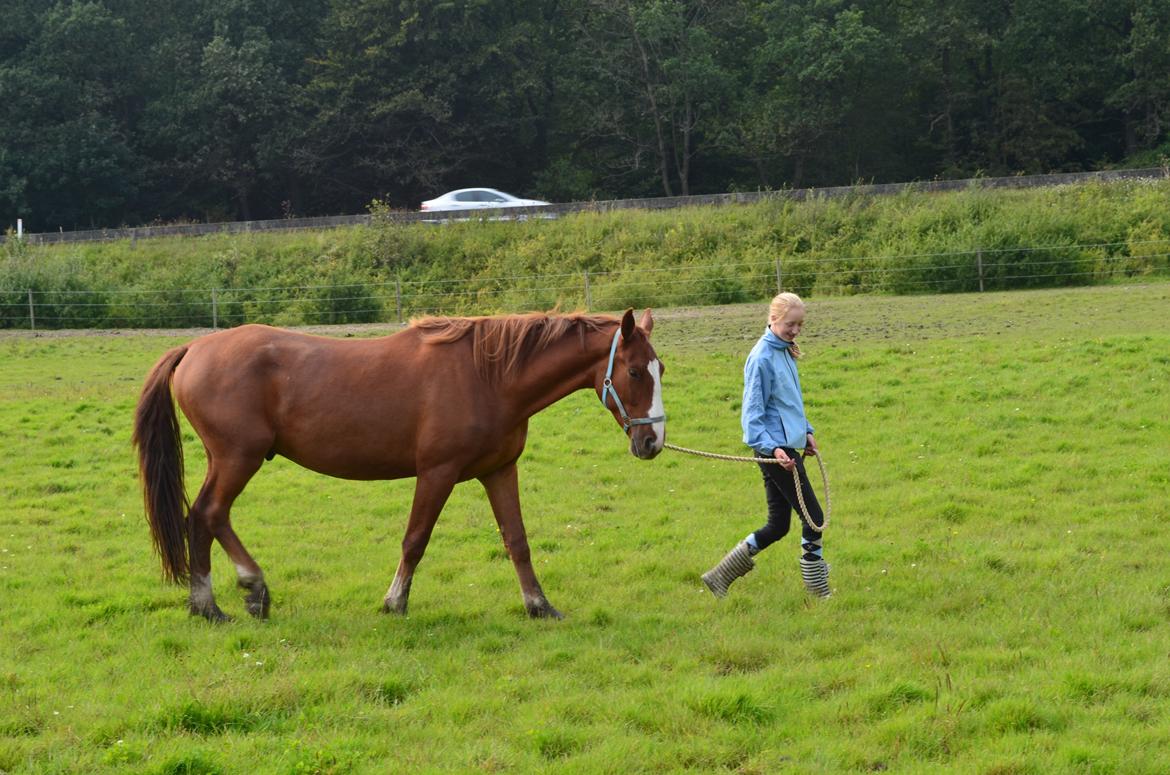 Frederiksborg Ikarios Krogvænget billede 3