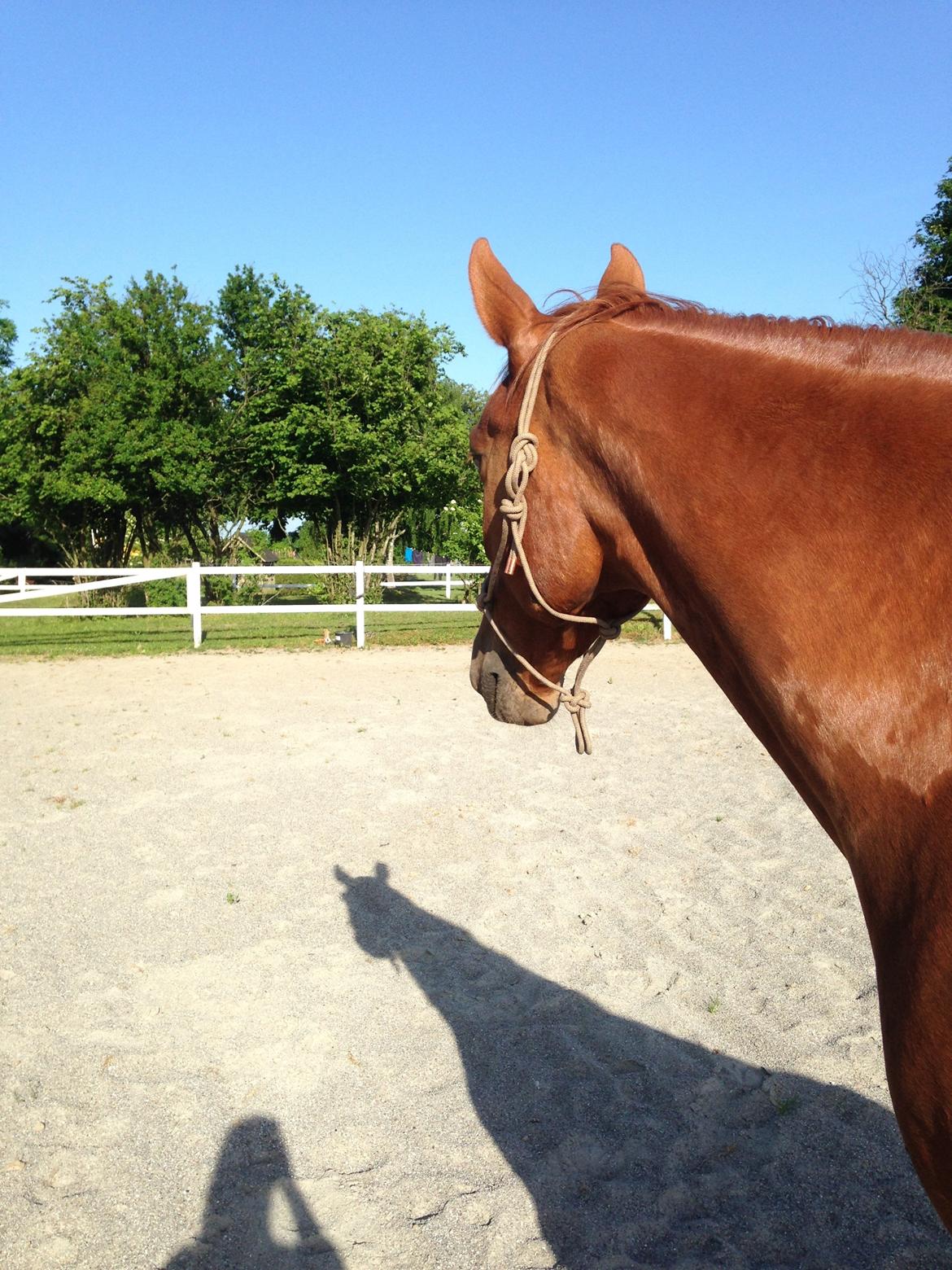 Frederiksborg Ikarios Krogvænget billede 4