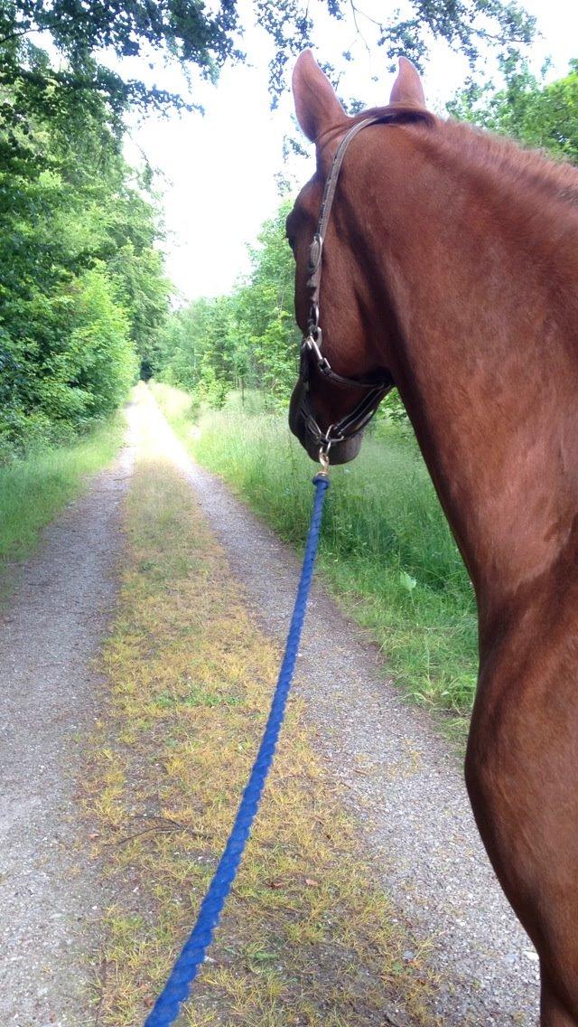 Frederiksborg Ikarios Krogvænget billede 7