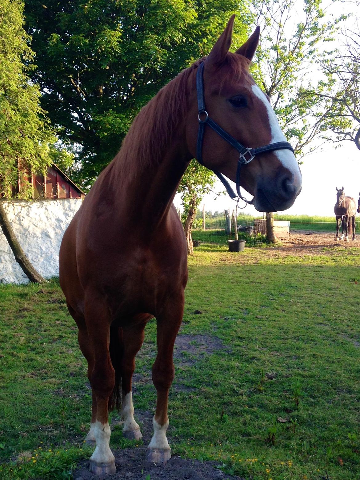 Frederiksborg Ikarios Krogvænget billede 5