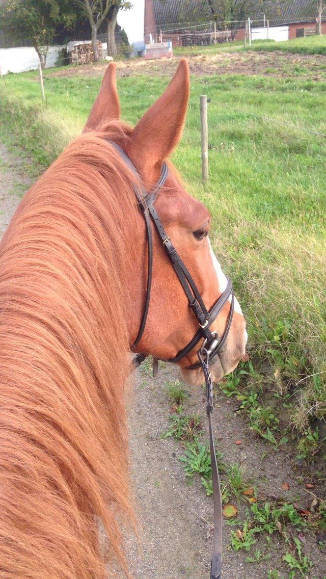 Frederiksborg Ikarios Krogvænget billede 1