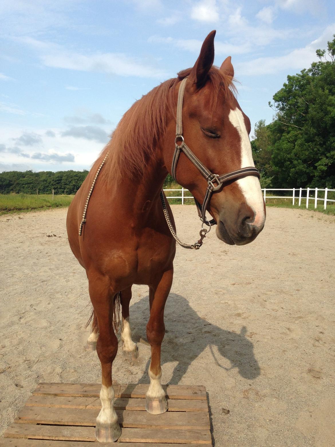 Frederiksborg Ikarios Krogvænget billede 6
