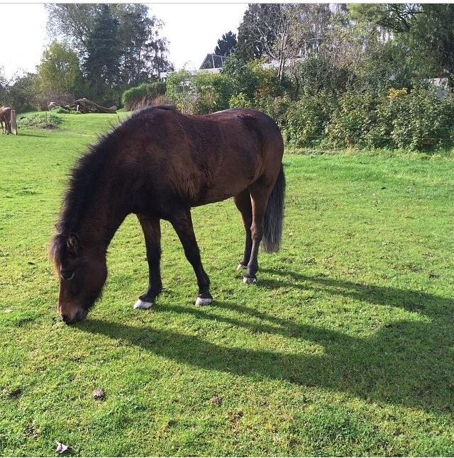 sleipnir owner sleipnir owner