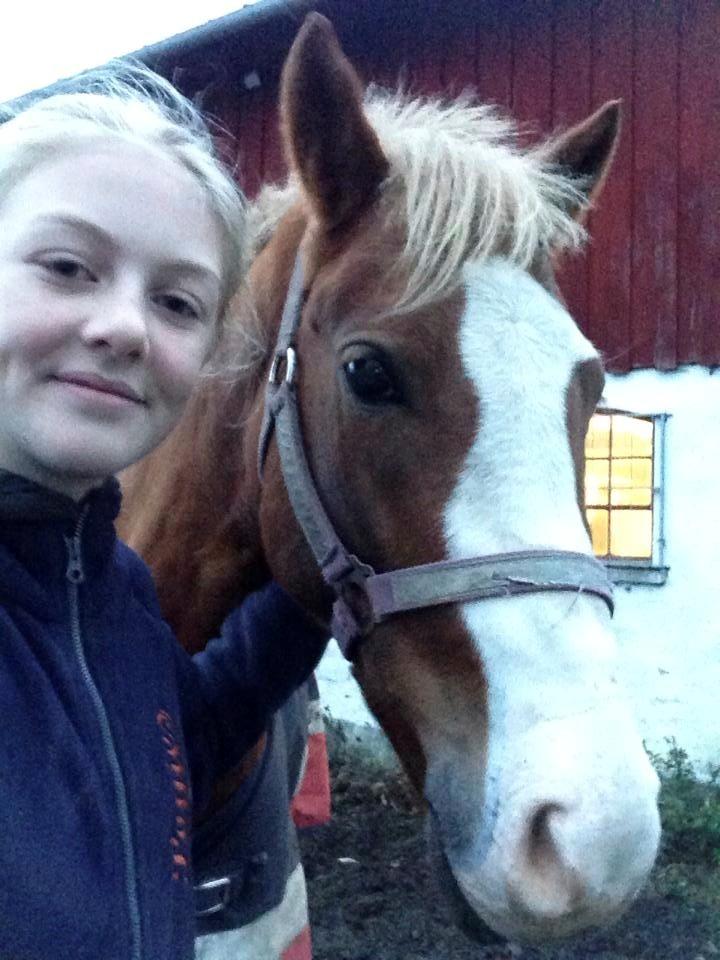 Welsh Partbred (Sec F) Ørsteds Carpaccio - Selfiieee billede 11