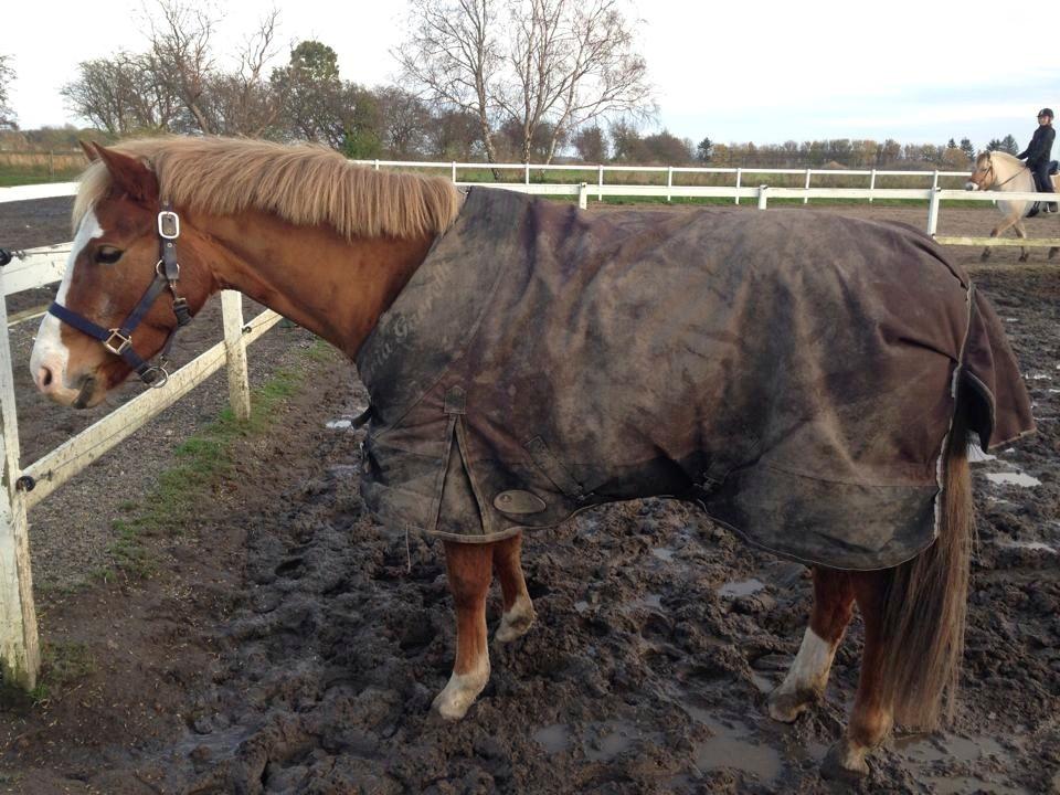 Welsh Partbred (Sec F) Ørsteds Carpaccio - Folden ;) billede 27