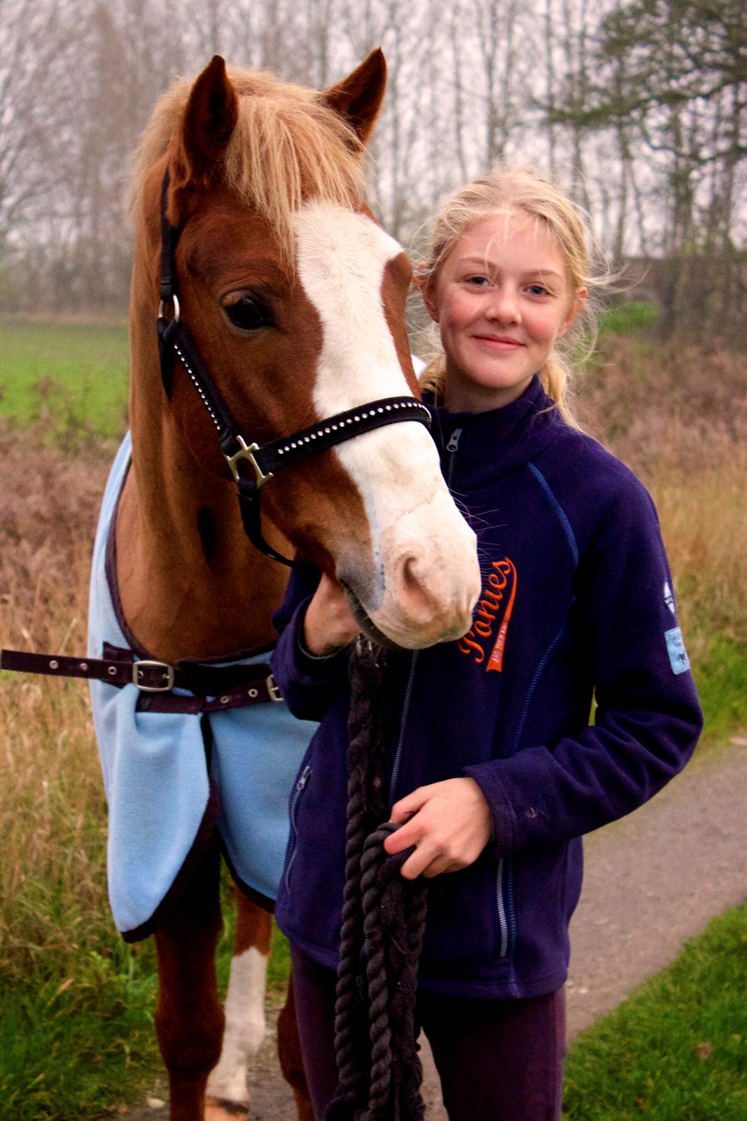 Welsh Partbred (Sec F) Ørsteds Carpaccio billede 2