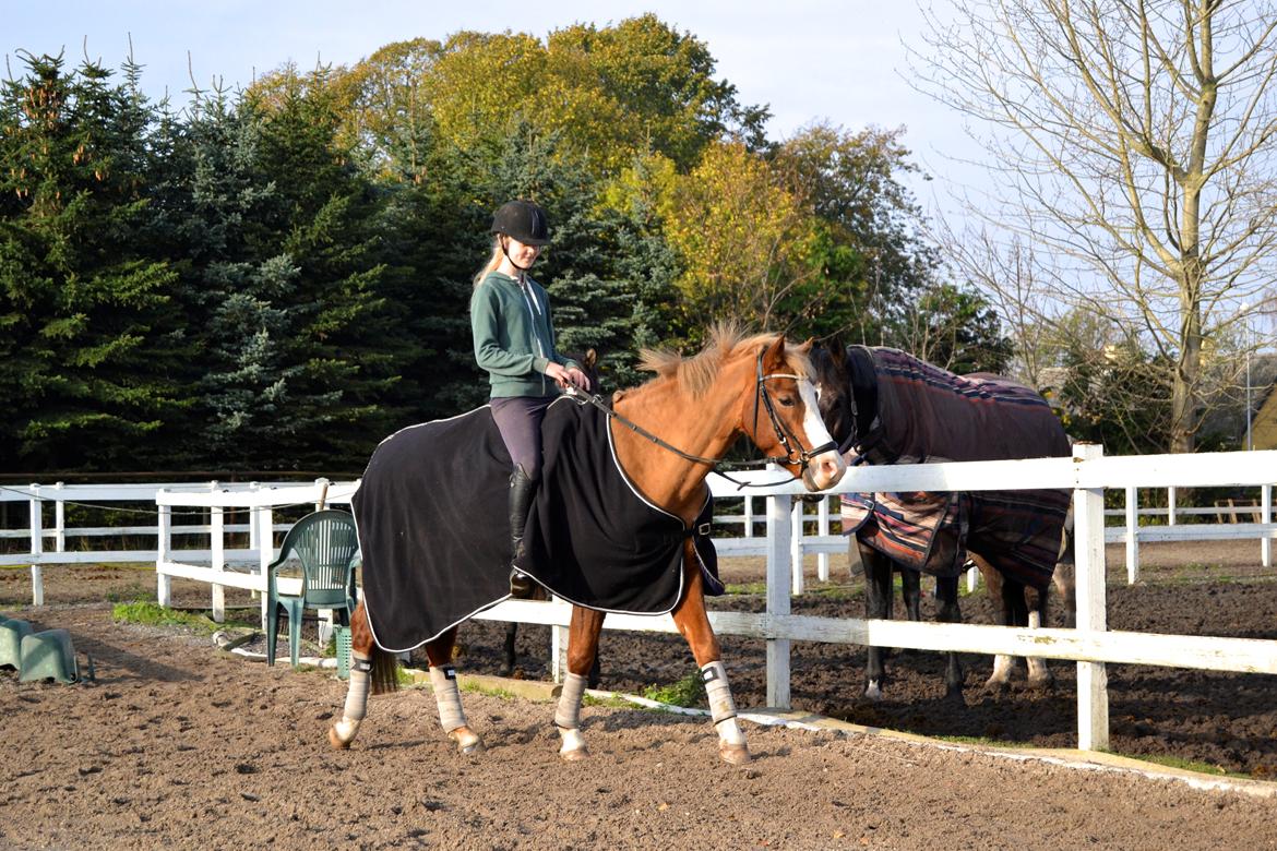 Welsh Partbred (Sec F) Ørsteds Carpaccio - Så skridter vi af:P billede 29