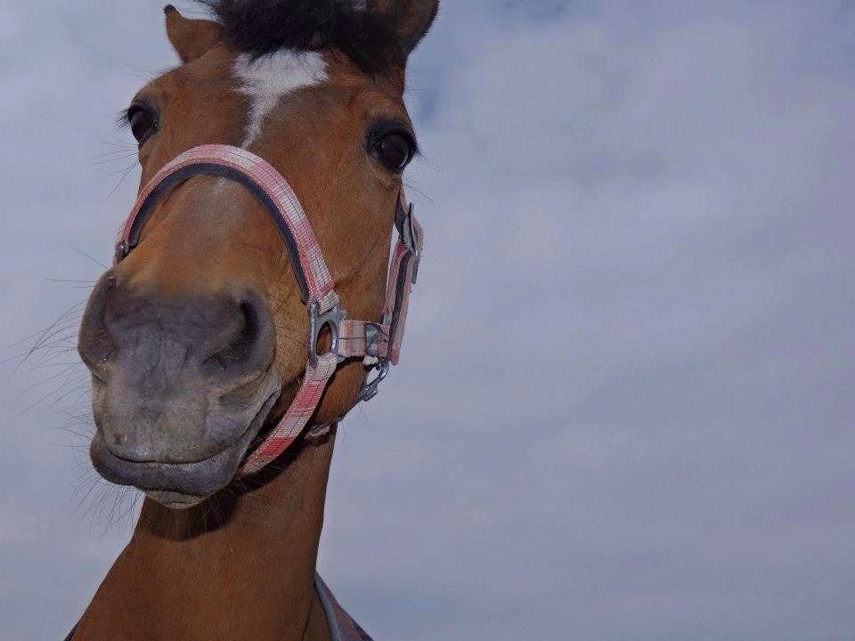 Anden særlig race Filur (Futte) billede 19