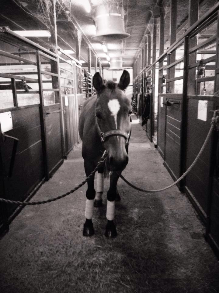 Anden særlig race Filur (Futte) - Futte klar til at indtage dressurbanerne!<3 billede 4