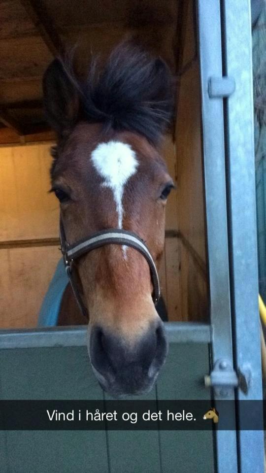 Anden særlig race Filur (Futte) - Billedet siger det hele!<3 billede 3