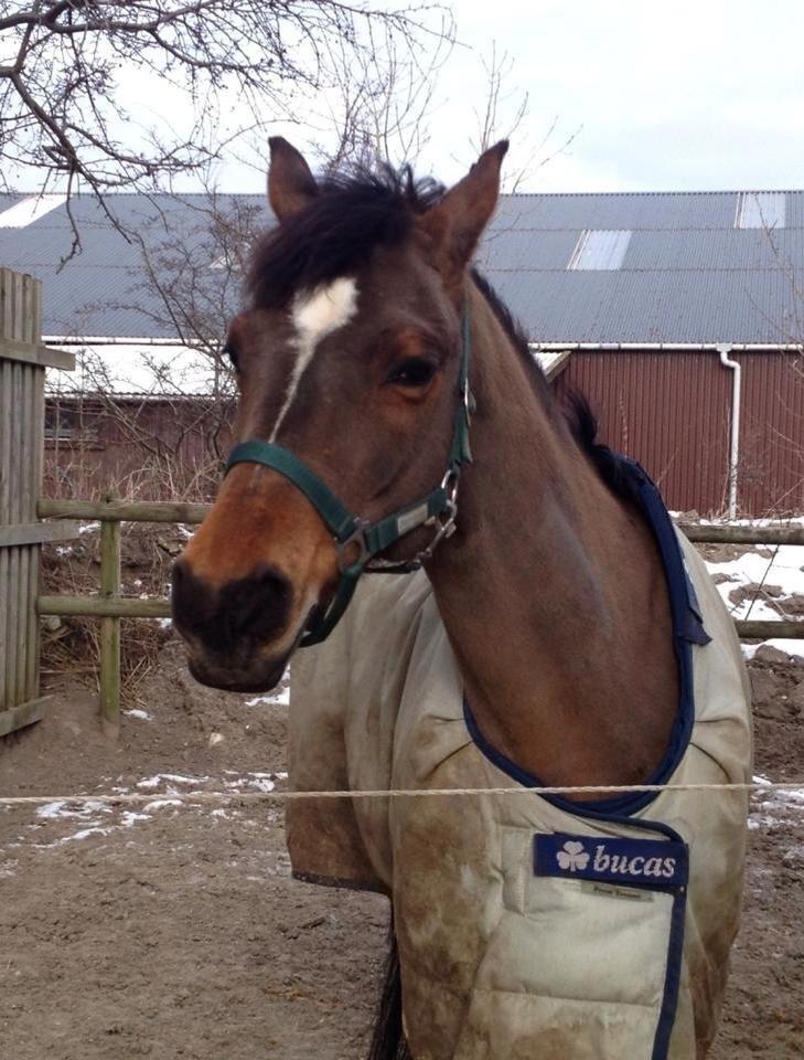 Anden særlig race Filur (Futte) billede 5