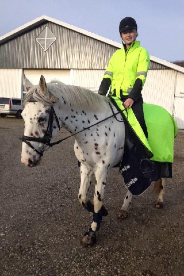 Knabstrupper Cibell [lånehest] billede 36