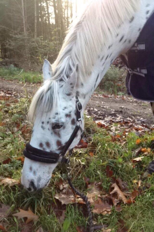 Knabstrupper Cibell [lånehest] billede 35