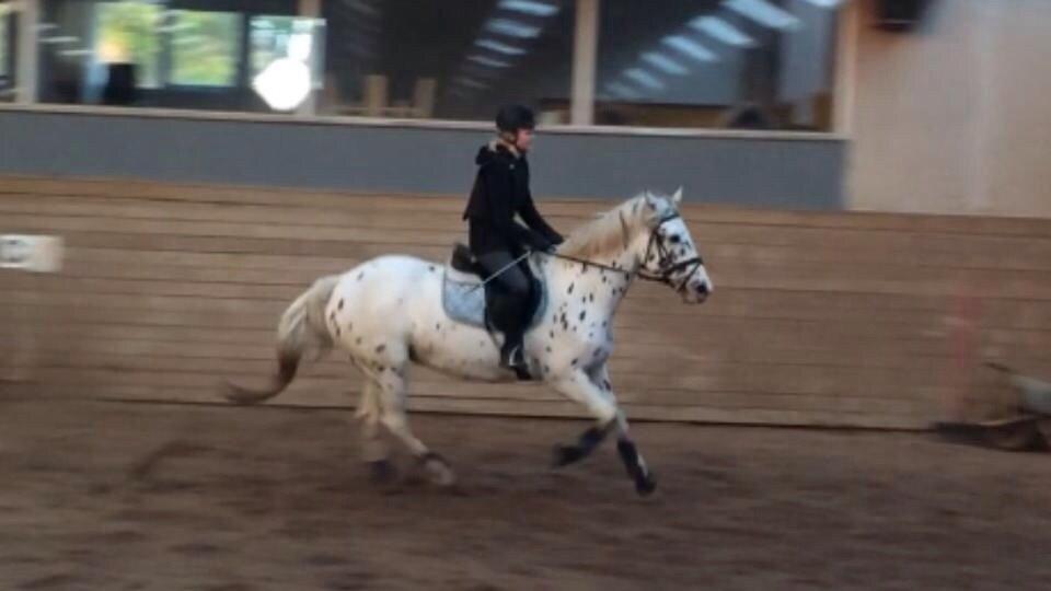 Knabstrupper Cibell [lånehest] billede 39