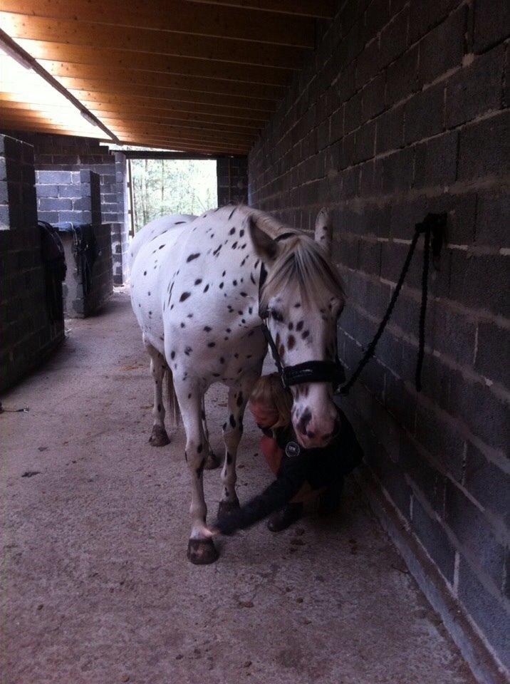 Knabstrupper Cibell [lånehest] billede 37