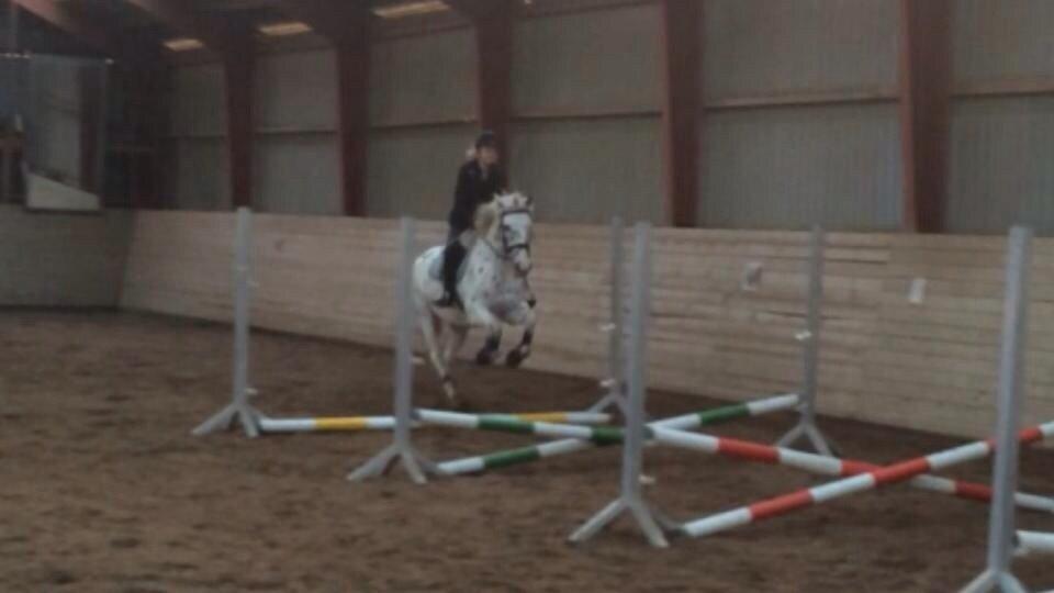 Knabstrupper Cibell [lånehest] billede 43