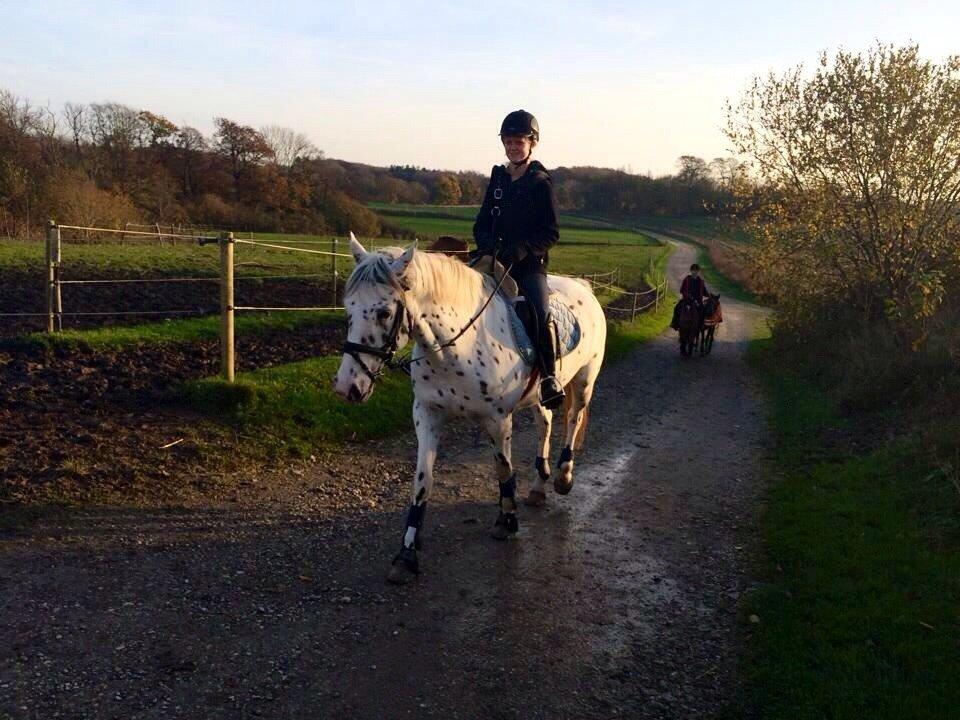 Knabstrupper Cibell [lånehest] billede 44