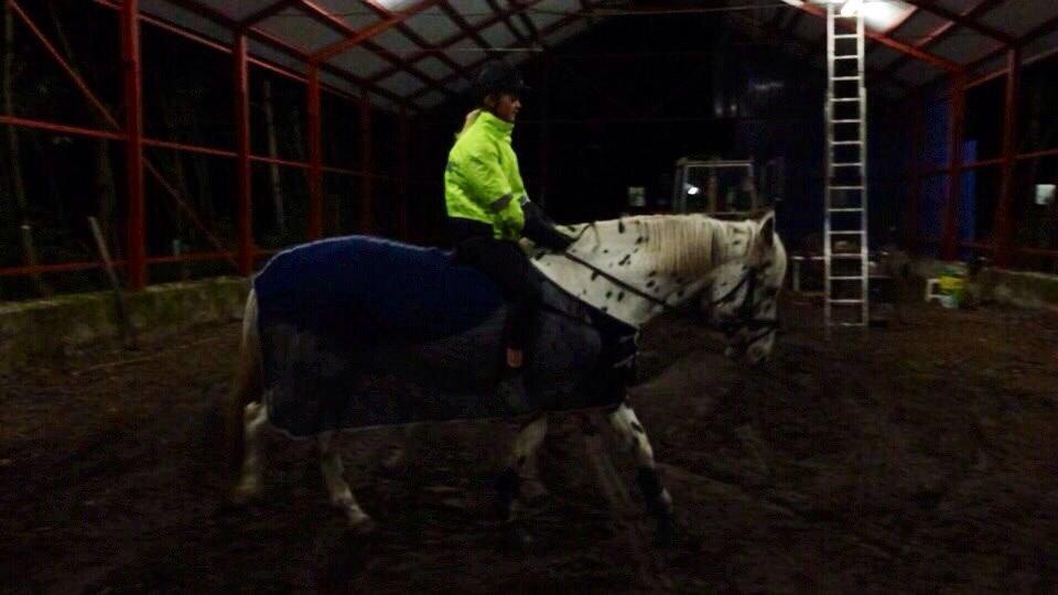 Knabstrupper Cibell [lånehest] billede 2