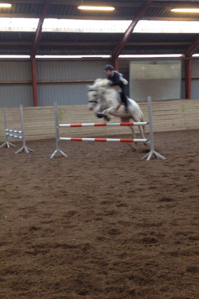 Knabstrupper Cibell [lånehest] billede 3