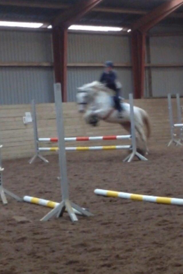 Knabstrupper Cibell [lånehest] billede 10