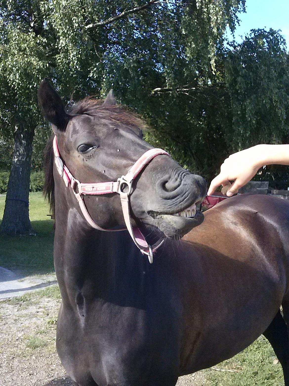 Anden særlig race Amy [min part] - Min smukke lille prinsesse pony ven <3  billede 12