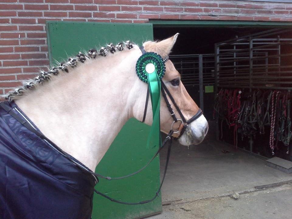 Fjordhest Sif (pony) ¤my soulmate¤ billede 24