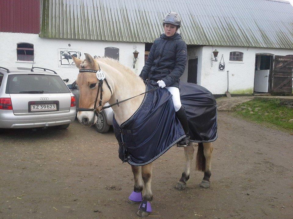 Fjordhest Sif (pony) ¤my soulmate¤ billede 10