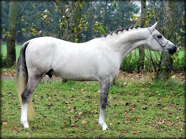Arabisk fuldblod (OX) Wermont billede 19