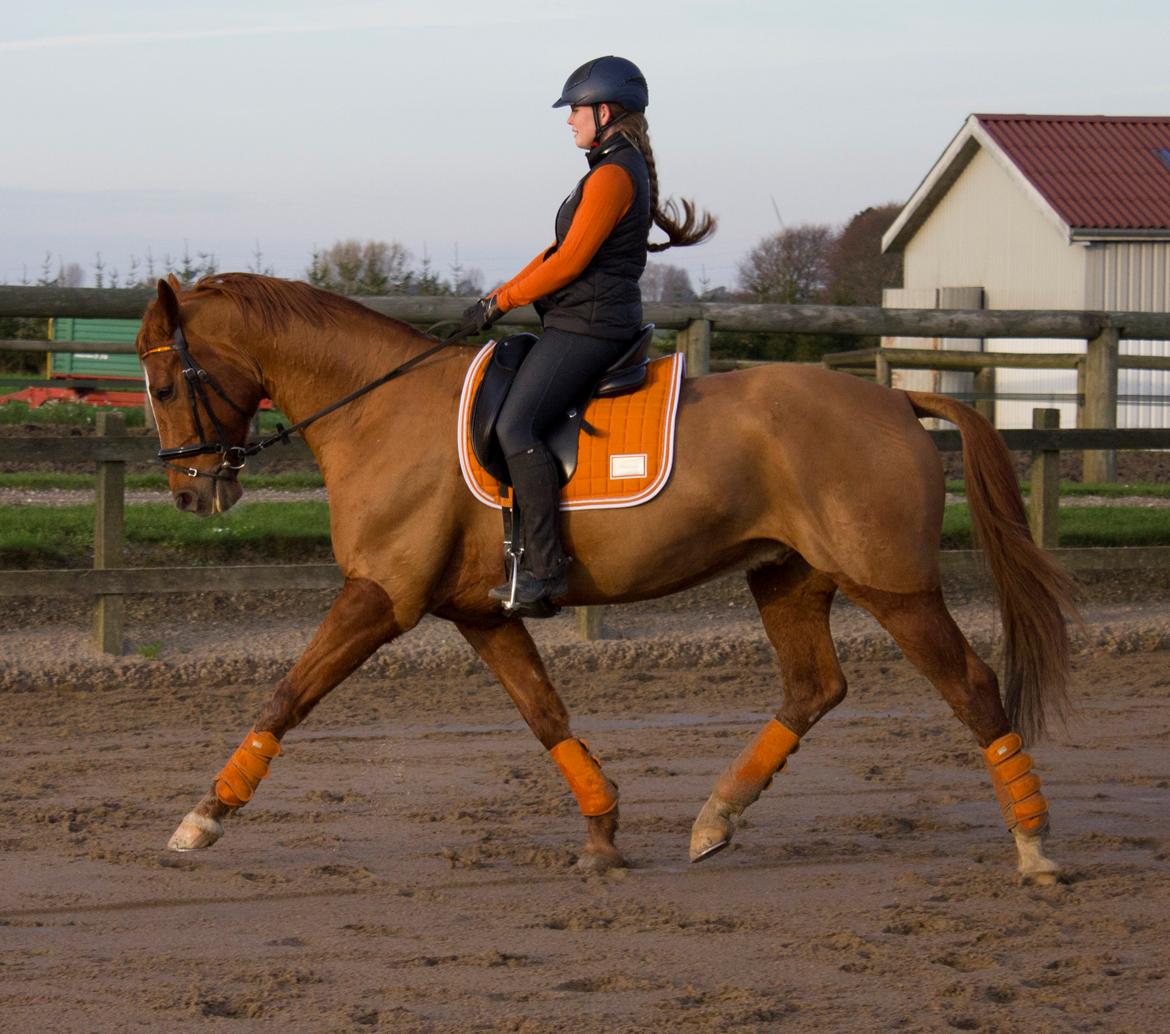 Dansk Varmblod Arion - D. 9 November 2014 billede 12