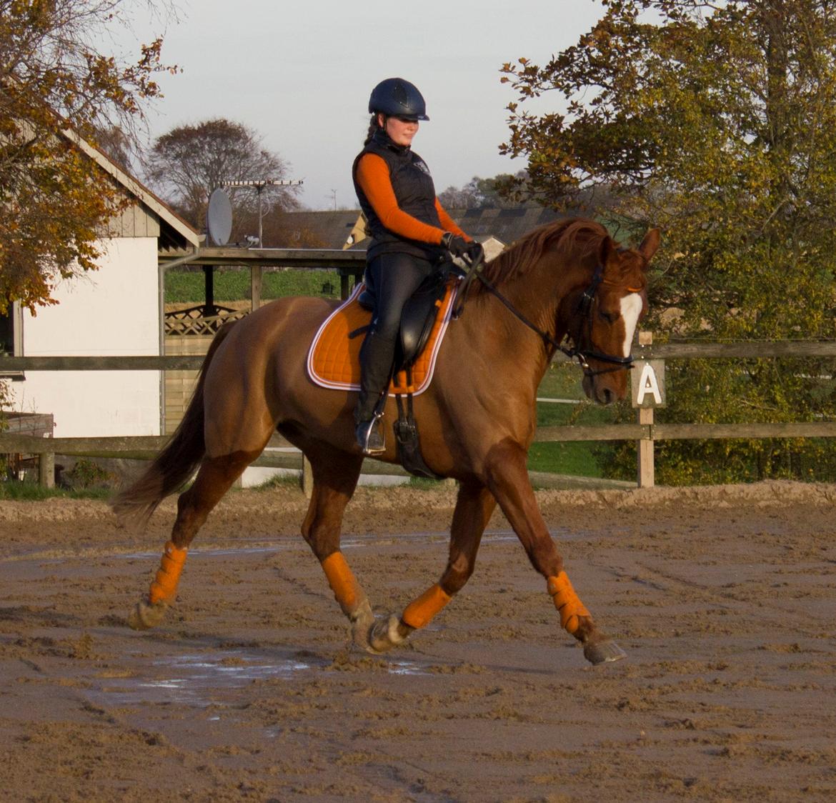 Dansk Varmblod Arion - D. 9 November 2014 billede 15