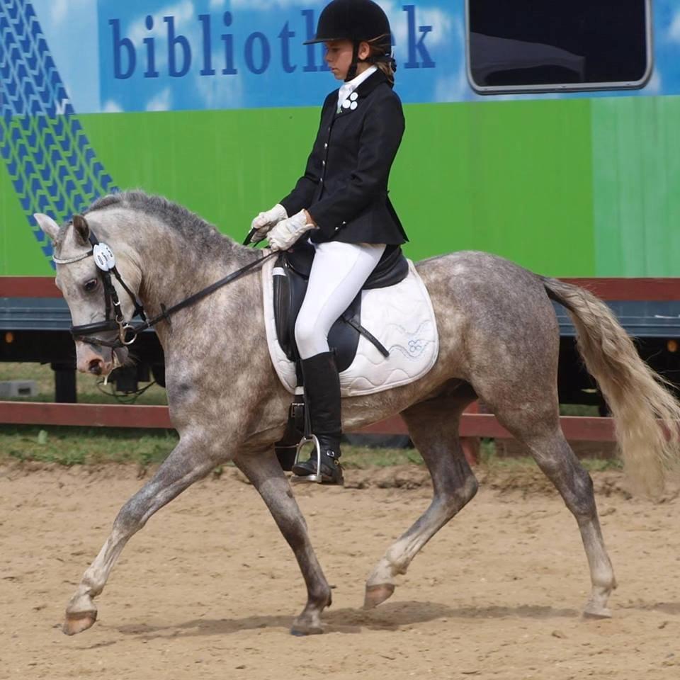 Welsh Pony (sec B) Bjerregårds Liberty (Lille Grå) SOLGT - Hammerum ponyuge 2014 billede 19