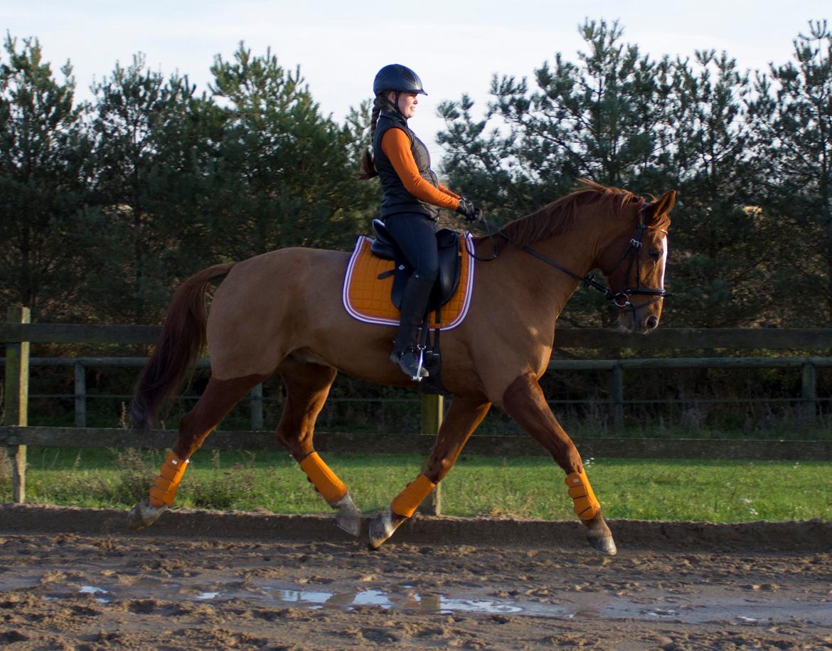 Dansk Varmblod Arion - D. 9 November 2014 billede 7