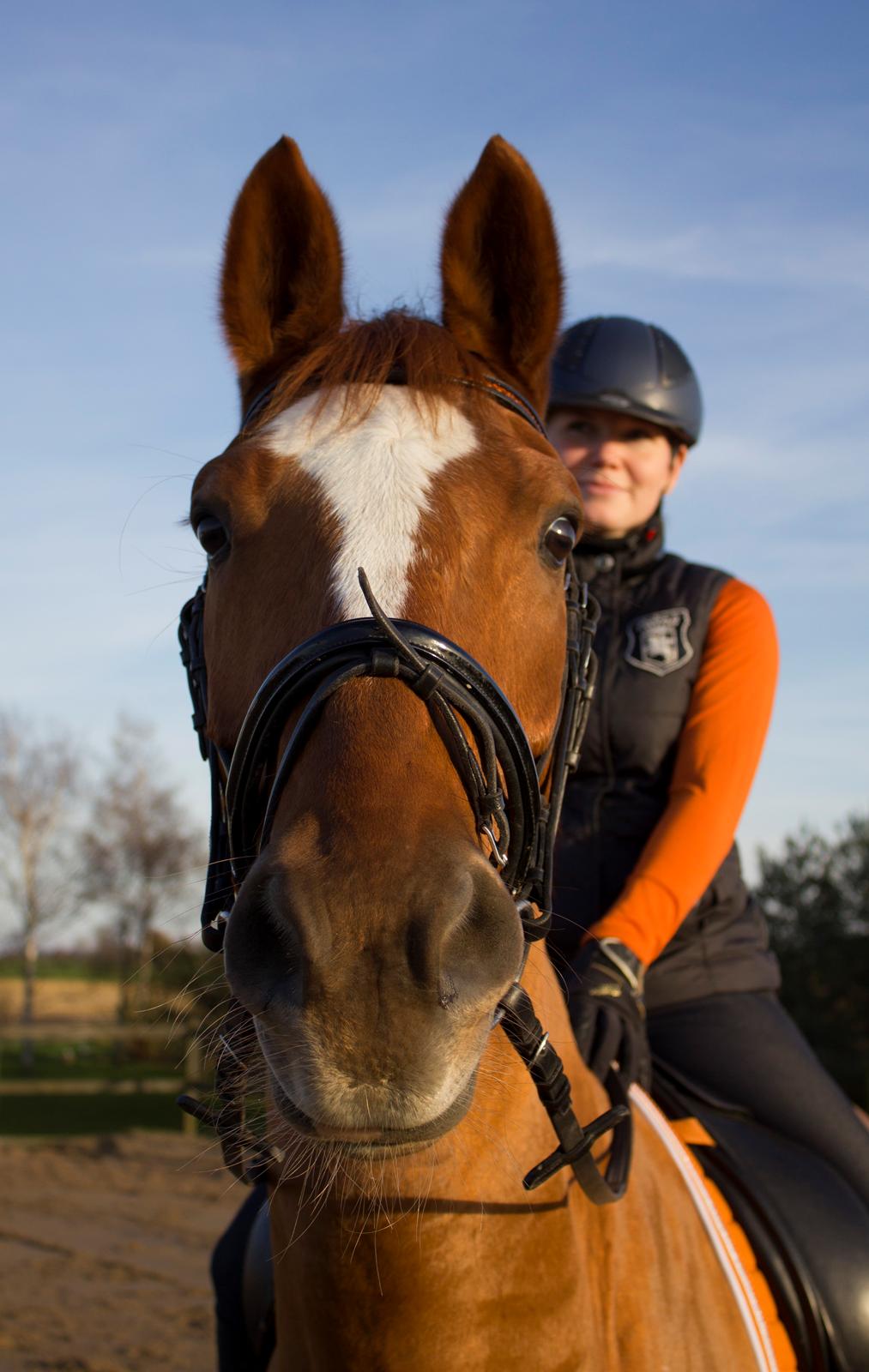 Dansk Varmblod Arion - D. 9 November 2014 billede 8