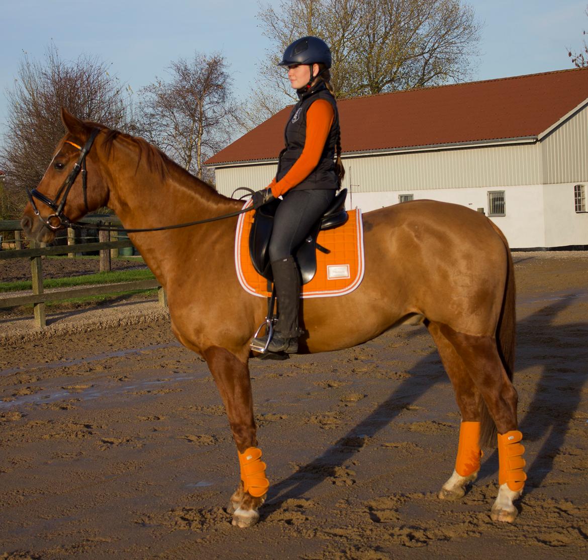 Dansk Varmblod Arion - D. 9 November 2014 billede 21