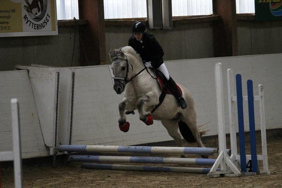 Fjordhest HESSELBERGS HELIOS - springstævne 40 cm, helios synes dette spring var meget farligt! ;) foto: Mathilde H billede 6