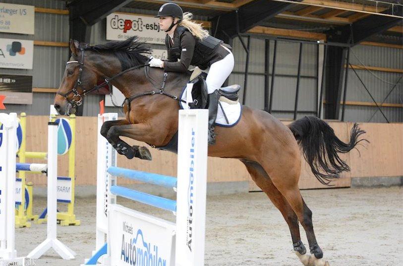 Hollandsk Varmblod Quiben Z - LA* 115 cm  billede 5