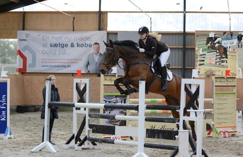 Hollandsk Varmblod Quiben Z - Landsstævne i Esbjerg billede 2