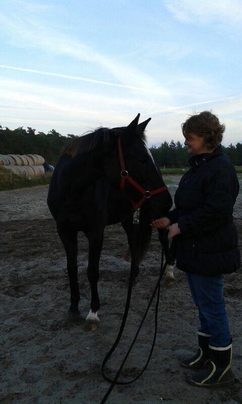 Dansk Varmblod Puma min elskede <3 himmelhest R.IP - Har du noget billede 20